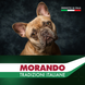 Сухой корм для собак Morando Tradizioni Grain Free с говядиной и горохом 15 kg 02753 фото 5