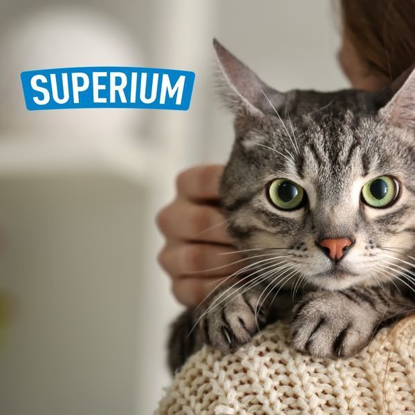 Tabby cat with green eyes and SUPERIUM logo &ndash; antiparasitic protection for cats