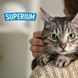 Tabby cat with green eyes and SUPERIUM logo &ndash; antiparasitic protection for cats