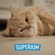 Ginger tabby cat lying down with SUPERIUM logo &ndash; Panacea antiparasitic drops for cats