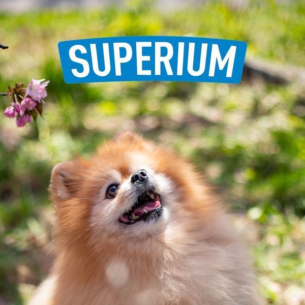Spitz dog with SUPERIUM logo