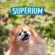 Spitz dog with SUPERIUM logo