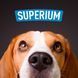 Beagle dog close-up with SUPERIUM logo &ndash; Panacea antiparasitic drops for dogs