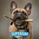 French Bulldog holding a stick with SUPERIUM logo &ndash; Panacea antiparasitic drops for dogs