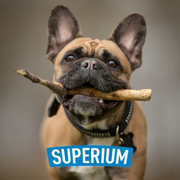French Bulldog holding a stick with SUPERIUM logo &ndash; Panacea antiparasitic drops for dogs