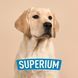 Labrador Retriever puppy with SUPERIUM logo