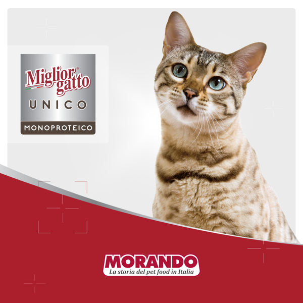 Влажный корм для кошек Morando Migliorgatto UNICO Delicious прошутто 100 g 02456 фото