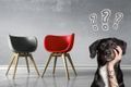 Який корм краще для собаки: сухий, вологий чи змішане годування? фото