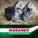 Сухой корм для котят Morando Tradizioni Kitten с курицей и лососем 400 g 02764 фото 5